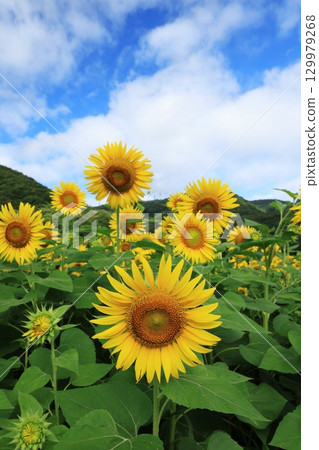 向日葵田 3457 129979268