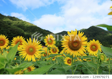 Sunflower Field 3481 129979271
