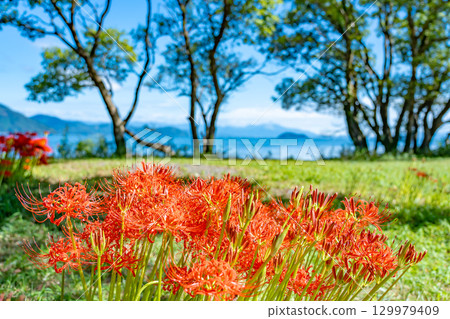 Takashima City, Shiga Prefecture: Autumn cluster amaryllis blooming along the road leading to Lake Biwa at Katsurahama Park Takashima City, Shiga Prefecture: Autumn cluster amaryllis blooming along the road leading to Lake Biwa at Katsurahama Park 129979409