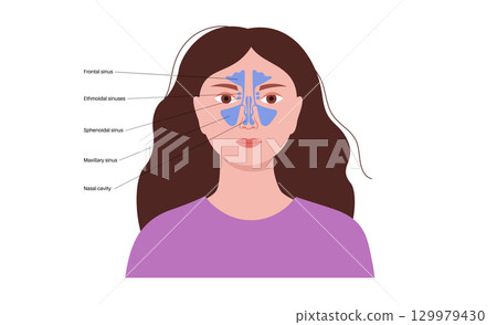 Paranasal sinus poster 129979430