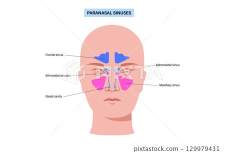 Paranasal sinus poster 129979431