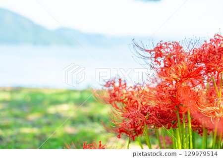 滋賀郡高島市：桂濱公園的琵琶湖畔，秋季盛開的紅花海 129979514