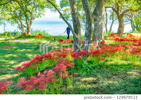 Takashima City, Shiga Prefecture: Katsurahama Park's cluster of red spider lilies blooming in autumn along the shores of Lake Biwa 129979515