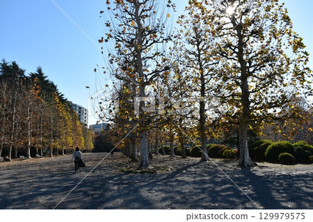 Autumn leaves of metasequoia Autumn leaves of metasequoia 129979575