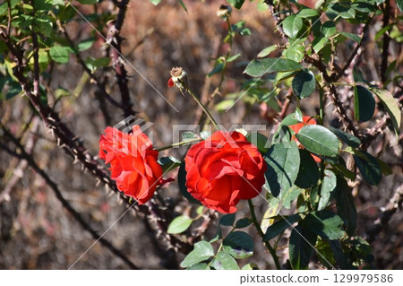 一朵紅玫瑰 129979586