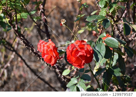 A red rose 129979587