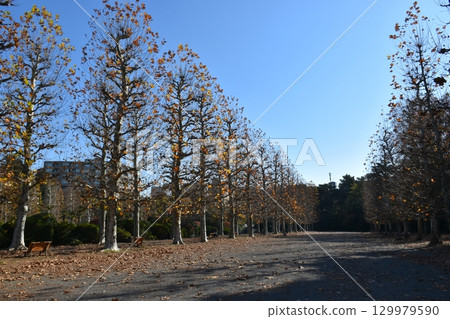 Autumn leaves Metasequoia row of trees 129979590