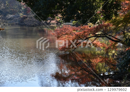Autumn leaves trees Autumn leaves trees 129979602