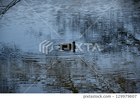 duck swimming in winter pond 129979607