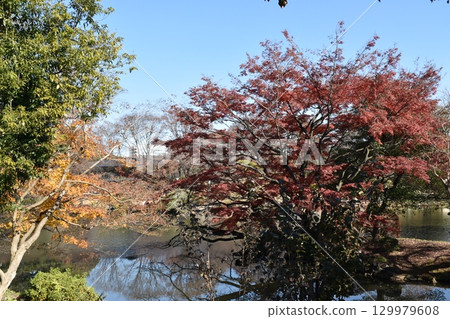 Landscape with autumn leaves 129979608