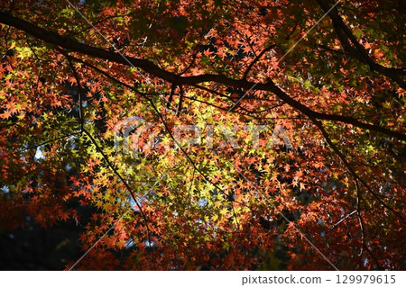 Bright red autumn leaves 129979615