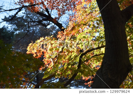 Maple leaves which turned red leaves Maple leaves which turned red leaves 129979624