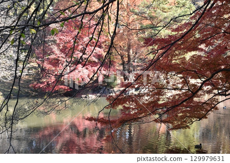 Autumn leaves reflected on the water Autumn leaves reflected on the water 129979631