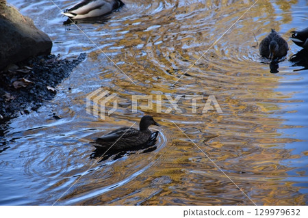Swimming duck family Swimming duck family 129979632