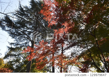 楓葉離開了紅葉 楓葉離開了紅葉 129979647