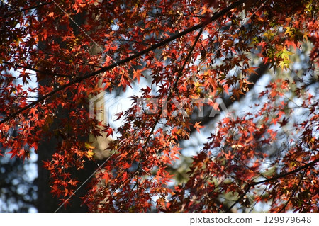 Momiji who changed leaves Momiji who changed leaves 129979648