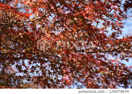 秋天的楓葉 秋天的楓葉 129979649