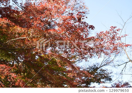 楓葉離開了紅葉 129979650