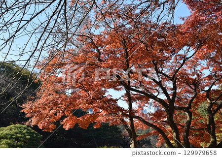 Maple leaves which turned red leaves 129979658