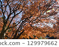 Autumn leaves 129979662
