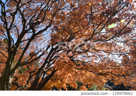 Autumn leaves 129979662