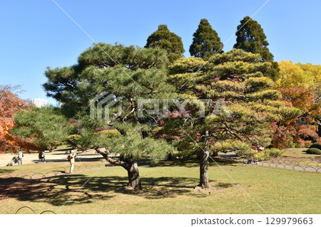 Autumnal leaves 129979663