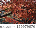 Bright red autumn leaves 129979670