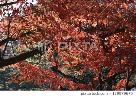 鮮紅的秋葉 129979670