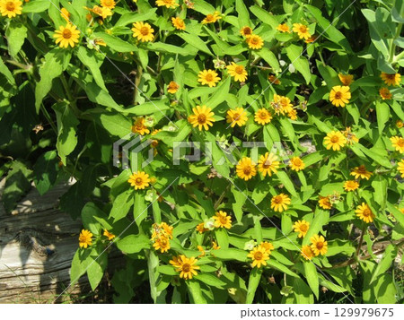 Melampodium yellow flower 129979675