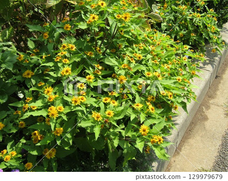 Yellow flowers of melanpodium 129979679