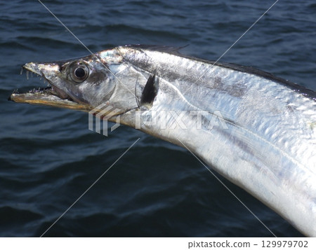 I caught a hairtail 129979702