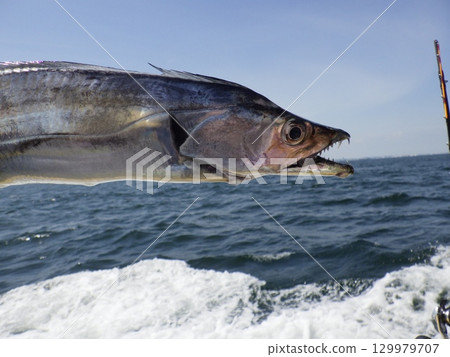 我釣到了一條彎刀魚 129979707