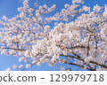 Somei Yoshino cherry blossoms in Tokyo 129979718