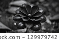 黑色花朵在單色中綻放 129979742