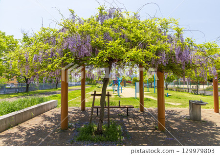 Spring scenery at Shinminatogawa Park in Nagata Ward, Kobe City Spring scenery at Shinminatogawa Park in Nagata Ward, Kobe City 129979803