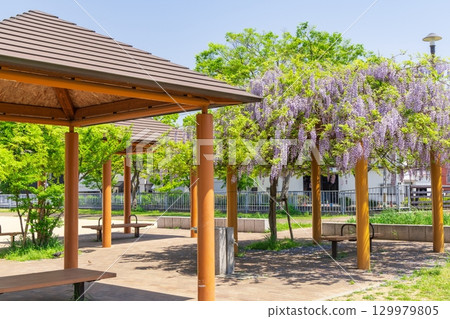 Spring scenery at Shinminatogawa Park in Nagata Ward, Kobe City Spring scenery at Shinminatogawa Park in Nagata Ward, Kobe City 129979805