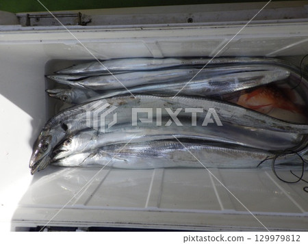 I caught a hairtail 129979812