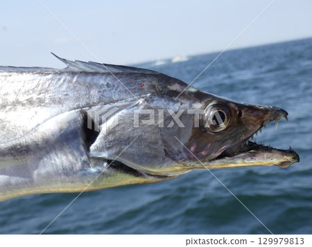 I caught a hairtail 129979813