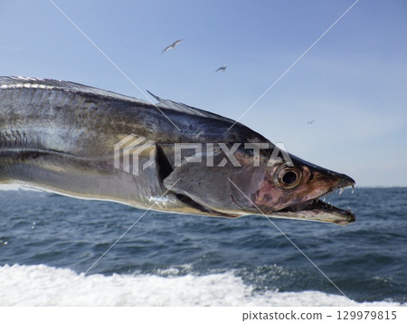 我釣到了一條彎刀魚 129979815