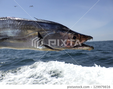 我釣到了一條彎刀魚 129979816