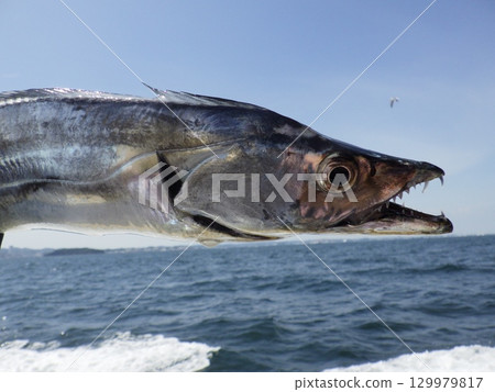 I caught a hairtail I caught a hairtail 129979817