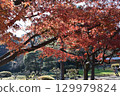 Bright red autumn leaves 129979824