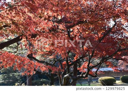 Bright red autumn leaves 129979825