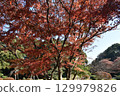 Bright red autumn leaves 129979826