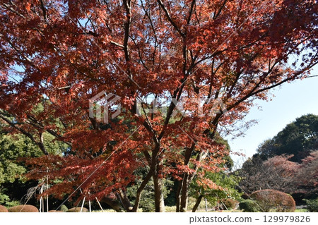 鮮紅的秋葉 129979826