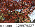 Bright red autumn leaves 129979827