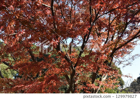 Bright red autumn leaves 129979827