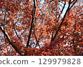 Bright red autumn leaves 129979828