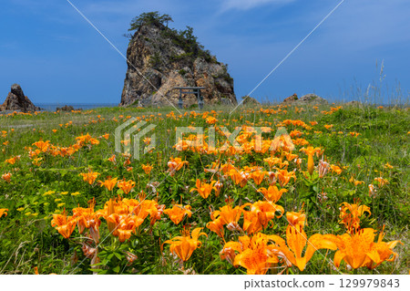 Kitakatabe, Sado City, Niigata Prefecture: Rock lilies growing in Mourasaki Park on the Sotokaifu Coast and Ryukin Rock, where Ryuo Daimyojin is enshrined 129979843