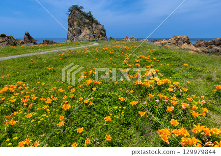 Kitakatabe, Sado City, Niigata Prefecture: Rock lilies growing in Mourasaki Park on the Sotokaifu Coast and Ryukin Rock, where Ryuo Daimyojin is enshrined Kitakatabe, Sado City, Niigata Prefecture: Rock lilies growing in Mourasaki Park on the Sotokaifu Coast and Ryukin Rock, where Ryuo Daimyojin is enshrined 129979844